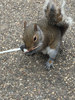 Eichhörnchen isst Nutella von meiner Waffel