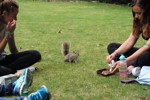Eichhörnchen im Hydepark