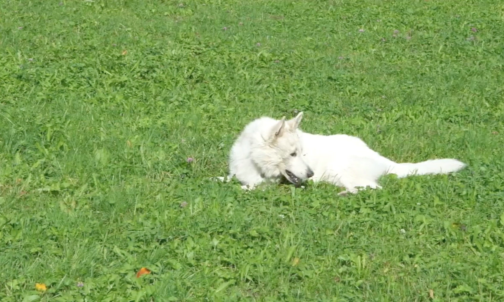 Tierkommunikatorin werden