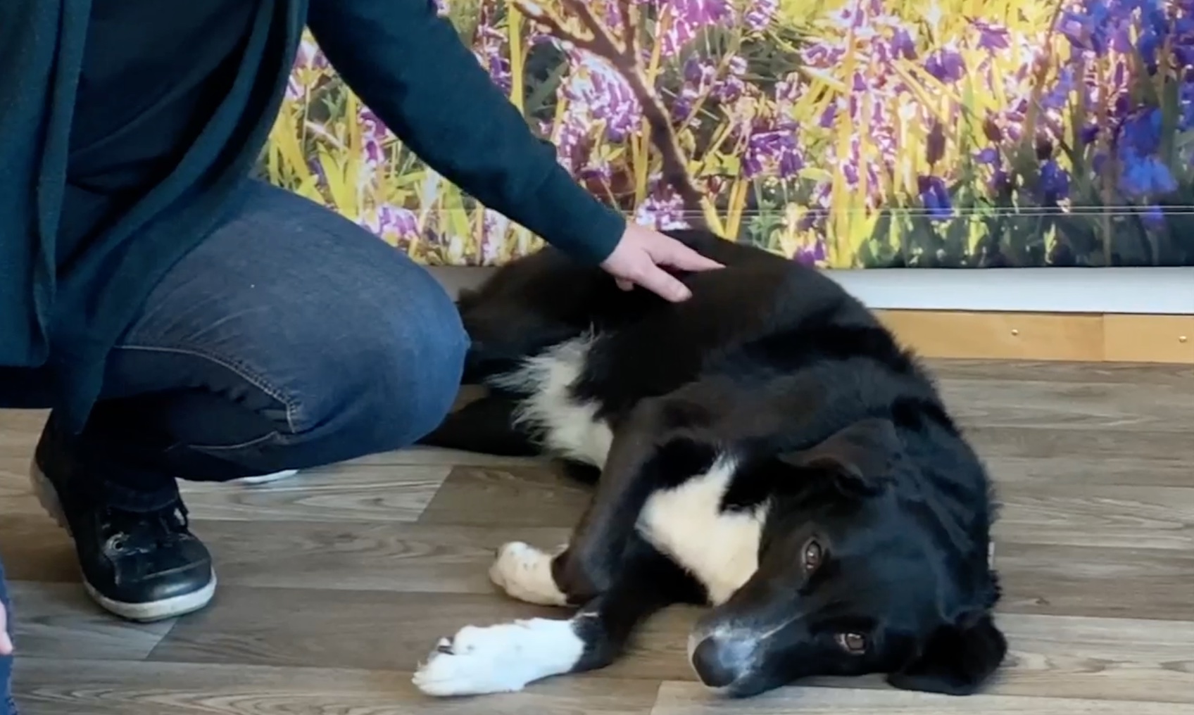 Ausbildung Tierkommunikation