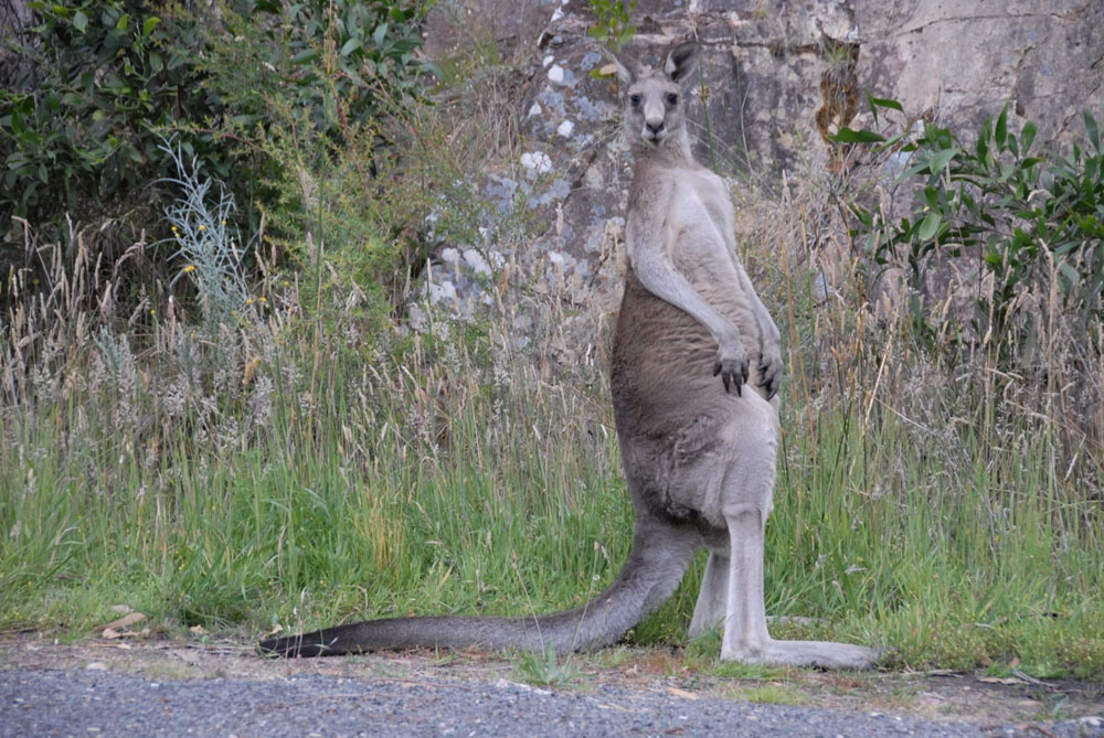 Känguru